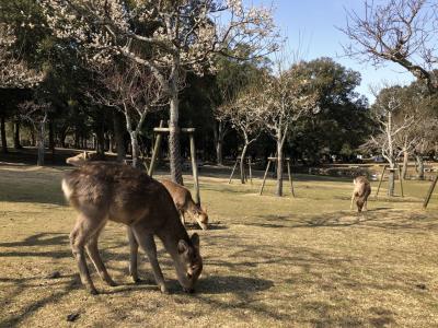 咲き始めの片岡梅林から