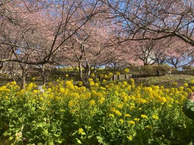 松田町、秦野市で河津桜と梅めぐり