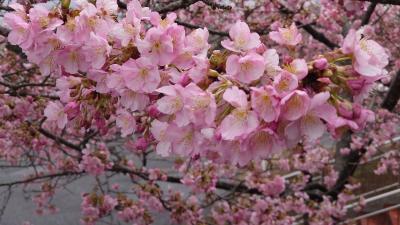 風と河津桜