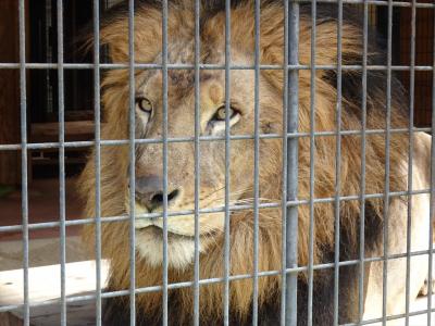 大紀(大内山動物園)