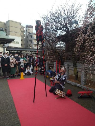 【東京】湯島天神 梅まつり 2023【湯島】