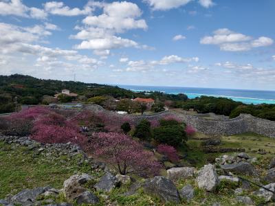 沖縄で「桜を愛でる」のんびり夫婦旅