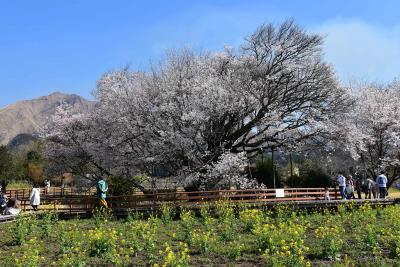 南阿蘇の「一心行の大桜」2021～南郷谷の里山風景と野焼きとともに～（熊本）