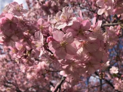 河津桜のお花見と城ヶ島！ひねもすのたりの3分クルーズと三浦の野菜はうんみゃいぞ