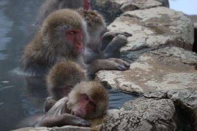 人だって猿だって温泉が好き 地獄谷温泉編(猿)