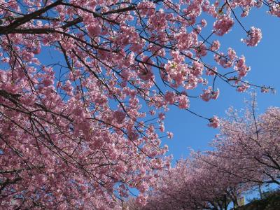 季節の花に逢いに行こう！漁港を眺めながら久しぶりのレストラン金田、菜の花とカワヅザクラ三浦海岸