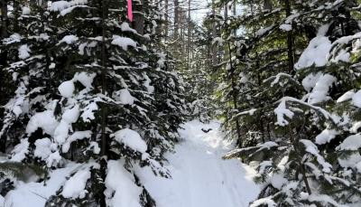 2023・2真冬の北海道・白銀の世界を歩く~その5・知床の冬の森~