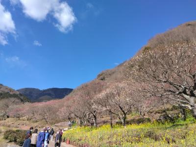 幕山の梅花、5分咲きでした、富士山の様子