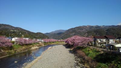 河津桜とクラシックホテル川奈を楽しむ