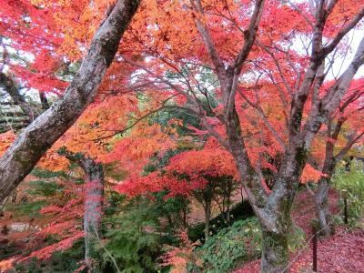 隠れた紅葉の名所を訪ねてみた ２ シーズンを過ぎた紅葉狩りだったがまだ色づいていた