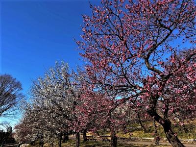 春の陽ざしに誘われて　梅の郷を散策