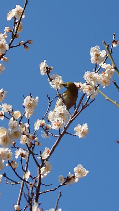 202302 ぽかぽか陽気 de 梅のお花見