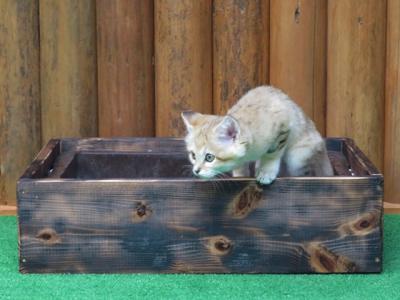  GoTo利用で遠征3【神戸どうぶつ王国　2020/10/30】