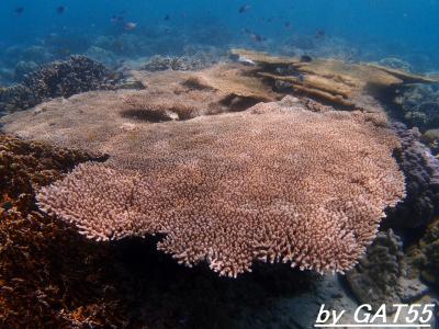 鹿児島の離島に行こう～奄美大島編 その１～