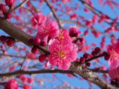 突然の一人旅☆初めての茨城で梅観賞