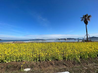 早春の糸島で浜地酒造・杉能舎蔵開きからスタートし菜の花を見ながらの牡蠣小屋ランチ等、今回は四軒で美味しく楽しく過ごしました。(*&#39;-&#39;*)♪