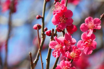 休日は再び小金井公園で梅の花を楽しむ～新しいレンズと共に