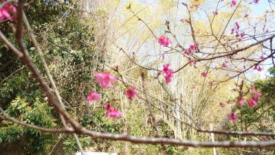 台湾 予定のない旅　集集編