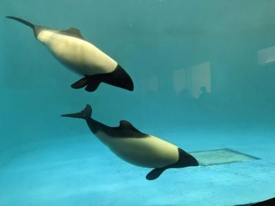 鳥羽水族館とTAOYAで泊まる！