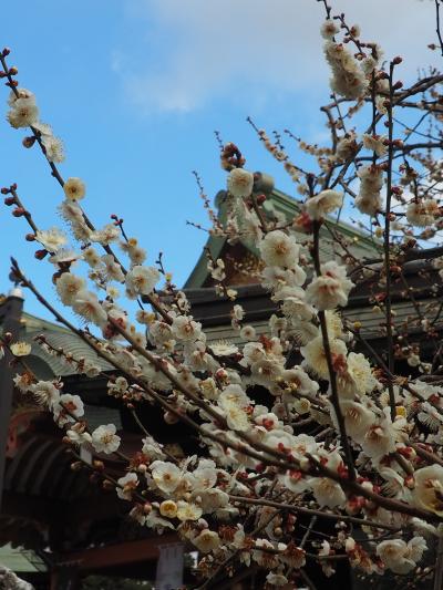 北野天満宮から梅だより