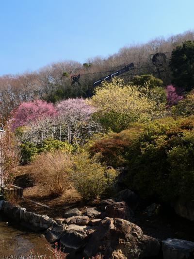 「あしかがフラワーパーク」のウメ_2023_南の山の斜面に、紅梅、白梅、蝋梅が見頃でした（足利市）