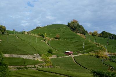 和束町の茶畑　＆　正法寺の紅葉を楽しむ