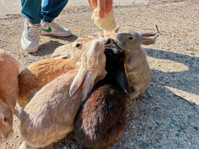 息子と2人旅☆ANAのトクたびマイルで岩国in広島out＊ホテル朝食とうさぎ島と広島空港＊