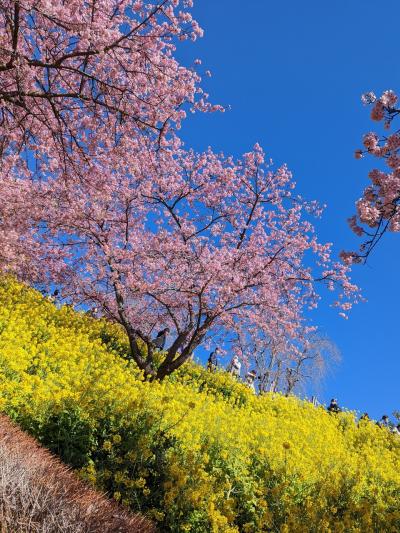 プチ旅　春が来た！まつだ桜まつりと開成&quot;瀬戸屋敷&quot;のひなまつり