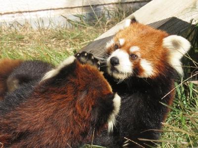  GoTo利用で遠征4・5【福知山市動物園　2020/10/31～11/1】
