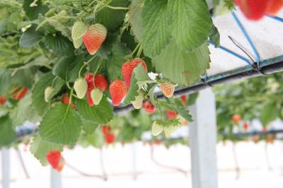 2023年2月淡路島・いちごピクニック他