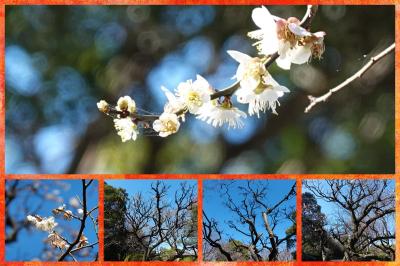 散歩  市内をウロウロ… 2023.02.21