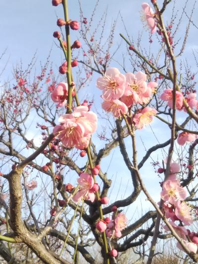 2023年2月　梅を愛でに、大阪城公園梅林へ