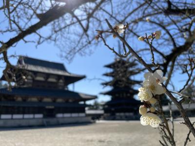 初・奈良でベタな観光～1日目～