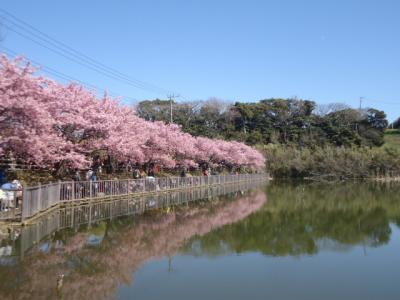 三浦海岸桜まつり　２０２３