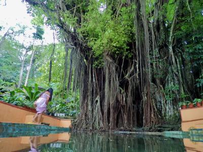 タイさんのフィリピンの旅37日目(2023/2/27) シキホール島のバレットの木