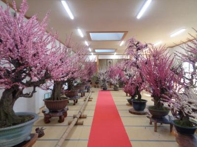 お座敷盆梅　百畳敷きの梅花園