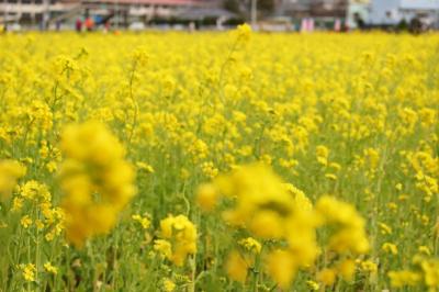 一足早い春を探して♪ 伊豆の河津桜と菜の花②