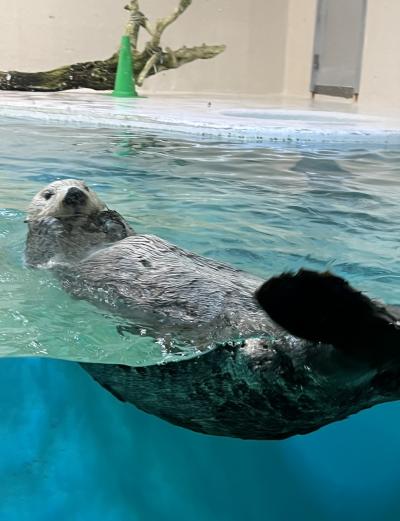 しまかぜに乗って鳥羽水族館へ～美食の隠れ家プロヴァンス