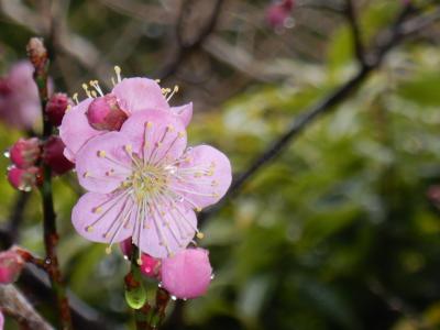 【京都】美味しそうな料理と鈴虫の音に誘われて(?!)雨の京都観光