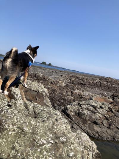 本州最南端！愛犬連れて串本へ