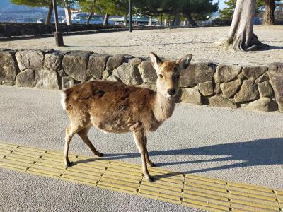 錦帯橋、宮島、マツダに海自