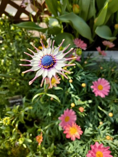 京都気ままにウォーキング　早春の植物園