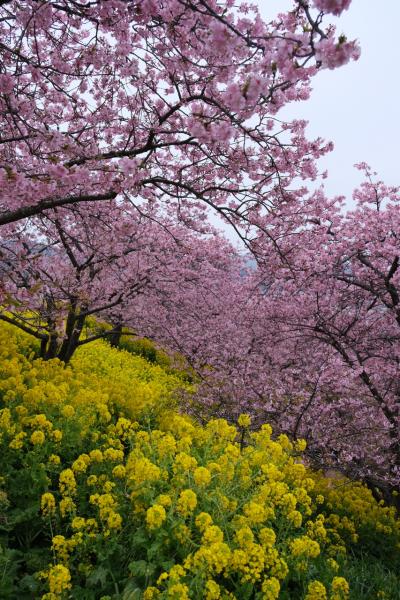 河津桜と伊豆グルメ(その1)