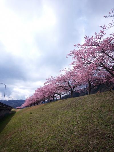 河津桜と伊豆グルメ(その2)