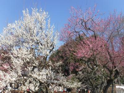 ２０２３年３月　水戸梅まつりを開催している偕楽園に行ってきました。