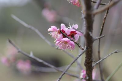 354_山田池公園の梅