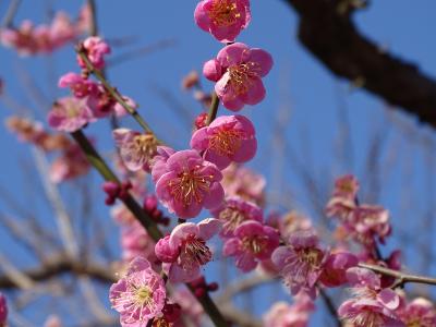 梅と海を見に茨城へ　1泊2日ひとり旅　2日目