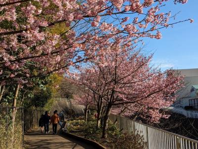 きれいな河津桜を愛でながら、うららか散歩です。