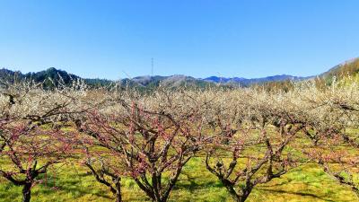 越生・梅と低山めぐり