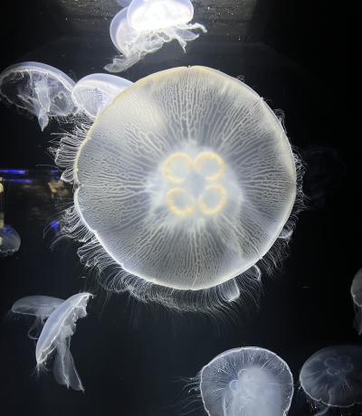 山形のたび　2023年2月（3）加茂水族館、文翔館、丹野こんにゃく